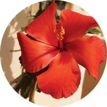 hibiscus benefits for hair fall