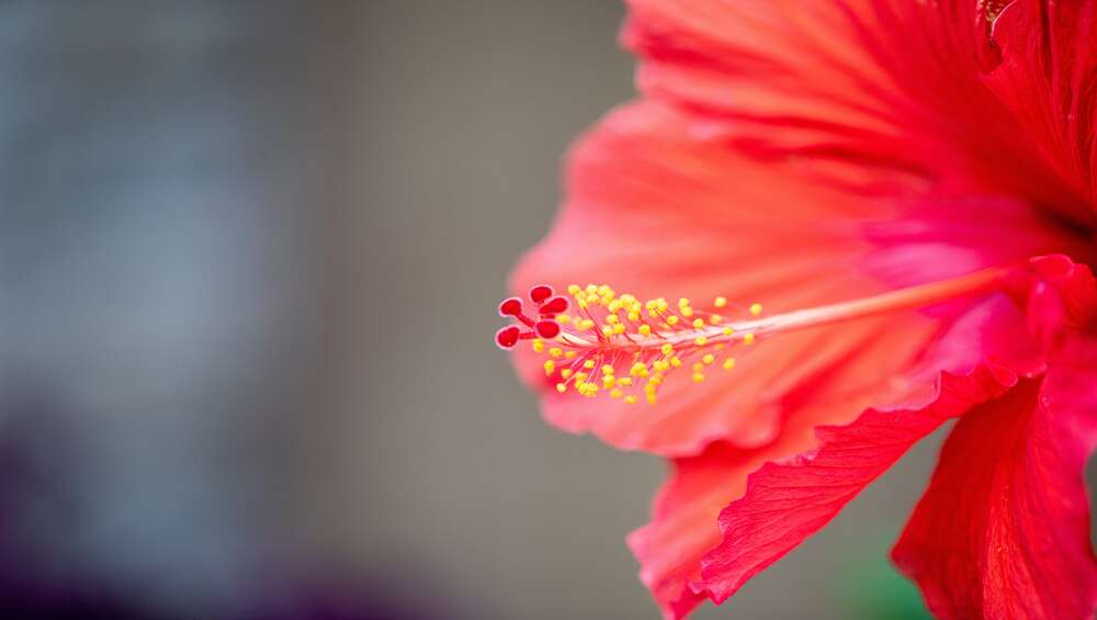 hibiscus - onion hair oil ingredient