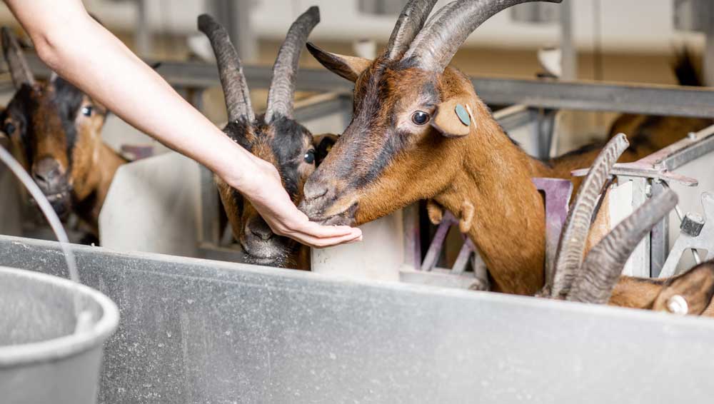 6 Most Surprising Skin Benefits Of Goat Milk You Never Knew