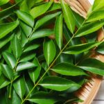 benefits of neem oil