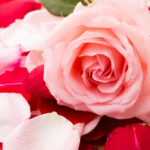 benefits of rose petals